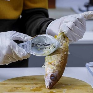 Royalford Fish Scale Scraper - Stainless Steel - White